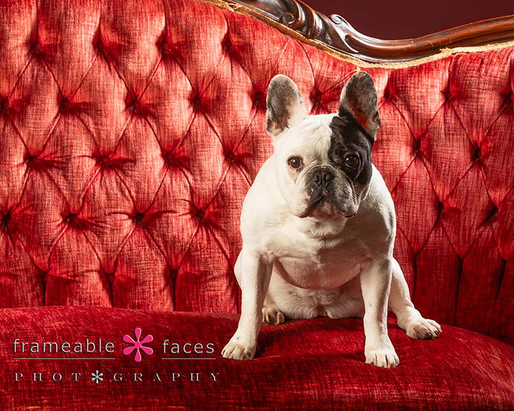 Frameable Faces Went To The Dogs